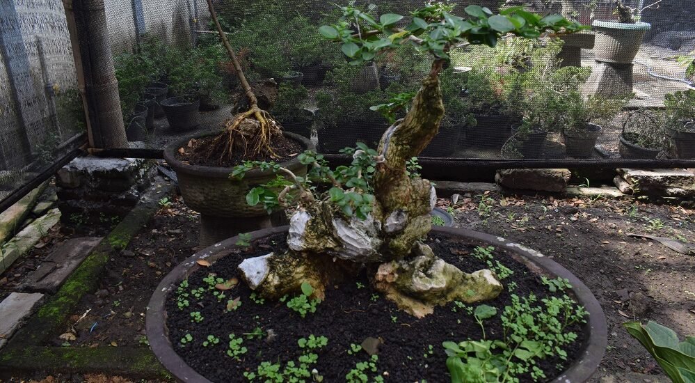 Ada Budidaya Bonsai di Lapas Kelas I Malang? Bagus Lho!