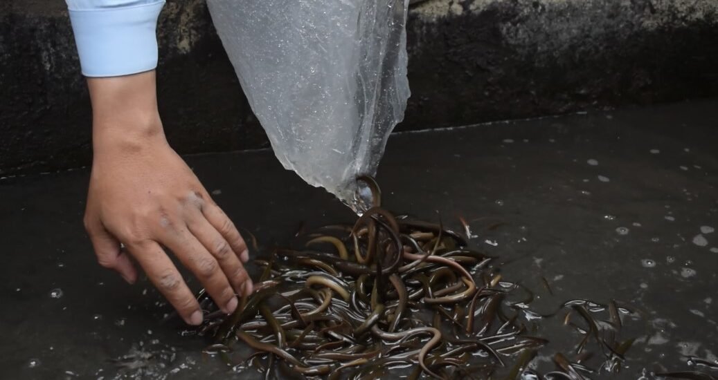 Lapas Kelas I Malang Miliki Bimbingan Kerja Budidaya Belut